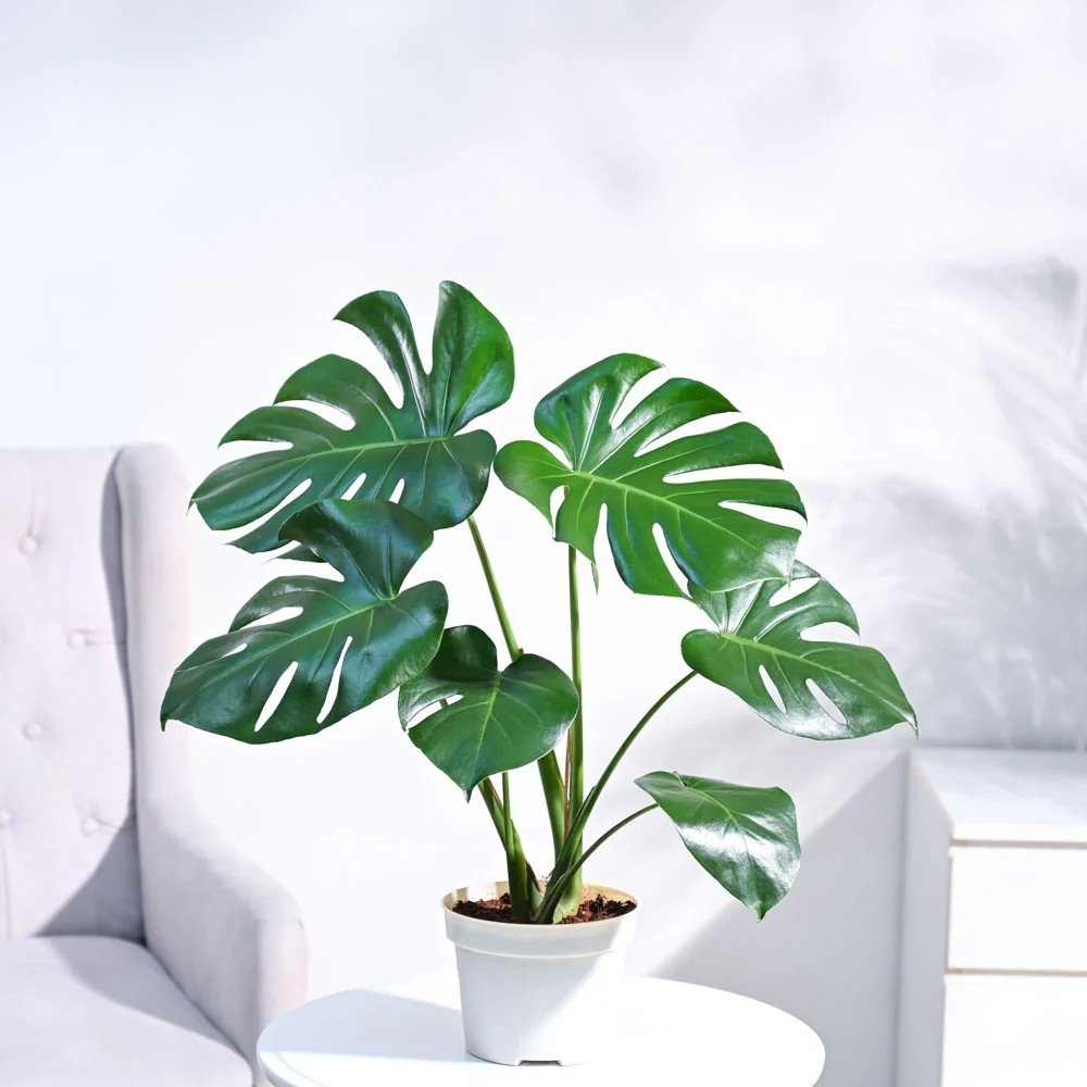 Monstera